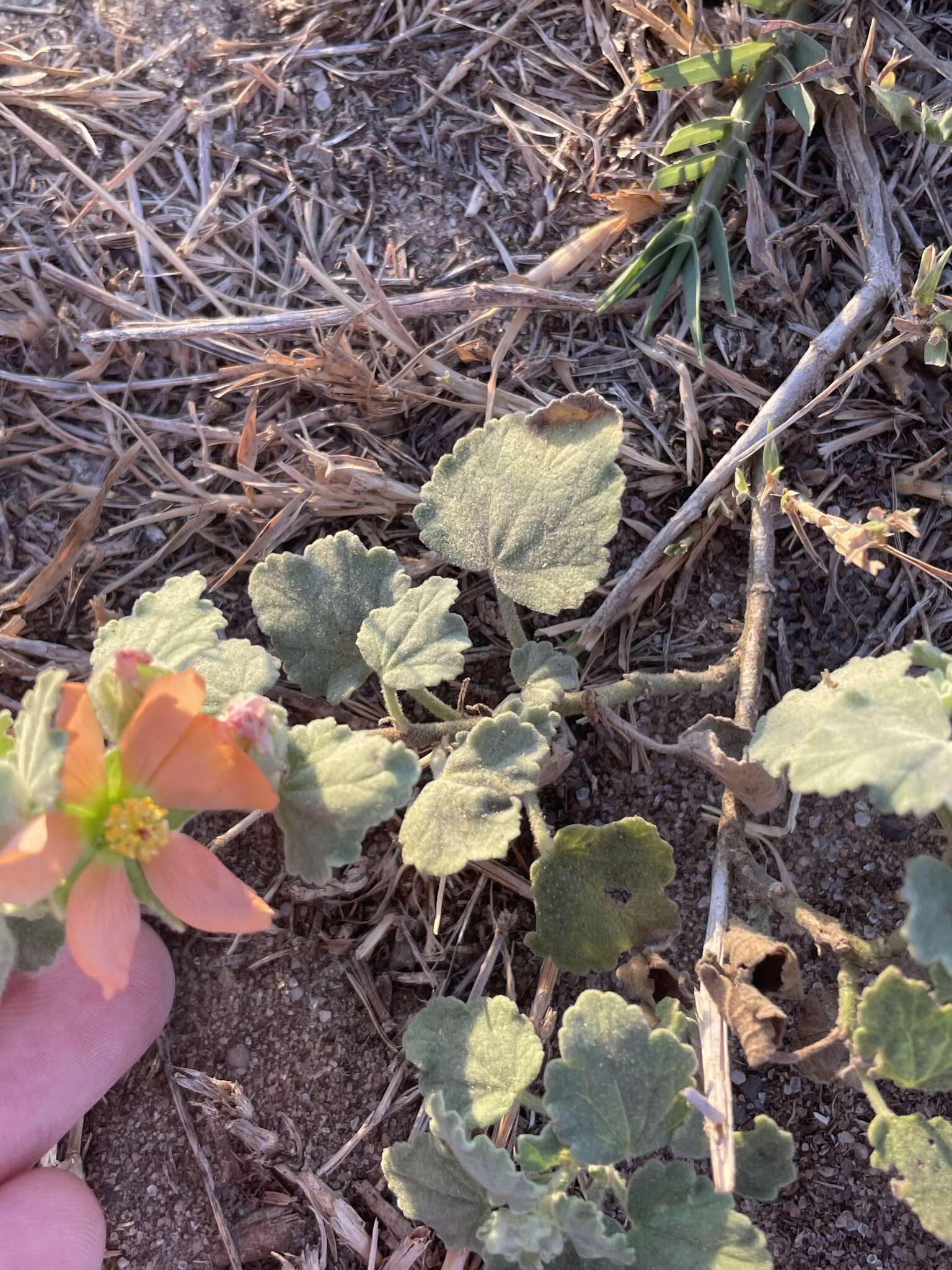 Image of woolly globemallow