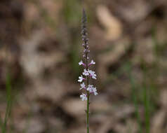 Image de Verbena carnea Medik.