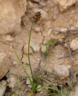 Image of Carex pachystylis J. Gay