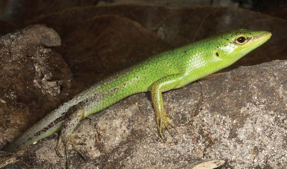 Image of Green Tree Skink