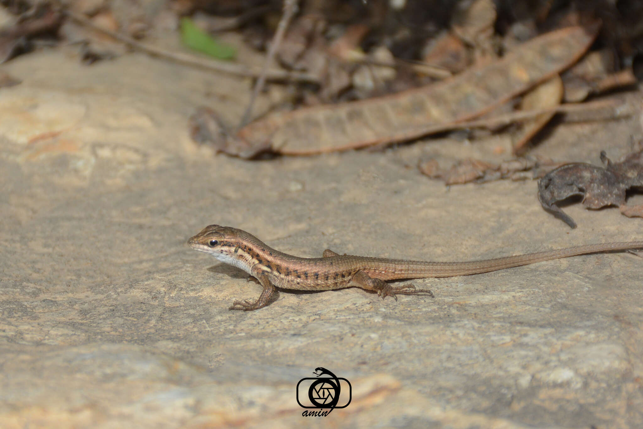 Image of Ophisops elegans elegans Ménétriés 1832