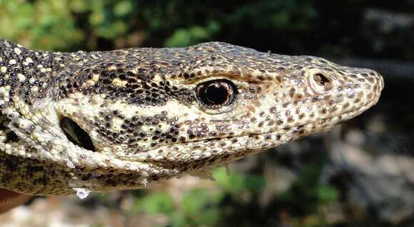 Image of Spotted Tree Monitor