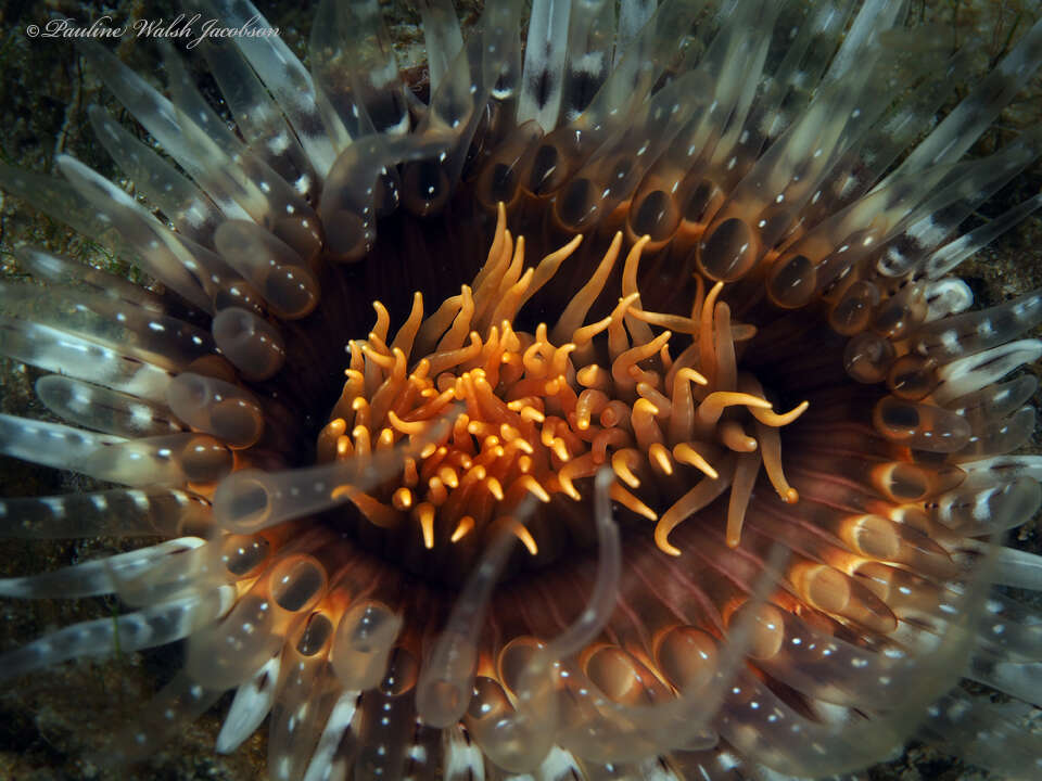 Image of American tube-dwelling anemone