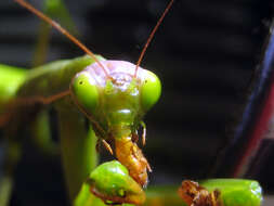 Image of Mantis