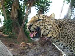 Image of Indian leopard