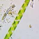 Image of Spirotaenia condensata