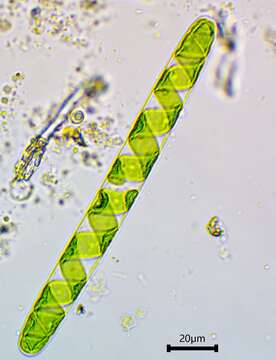 Imagem de Mesostigmatophyceae