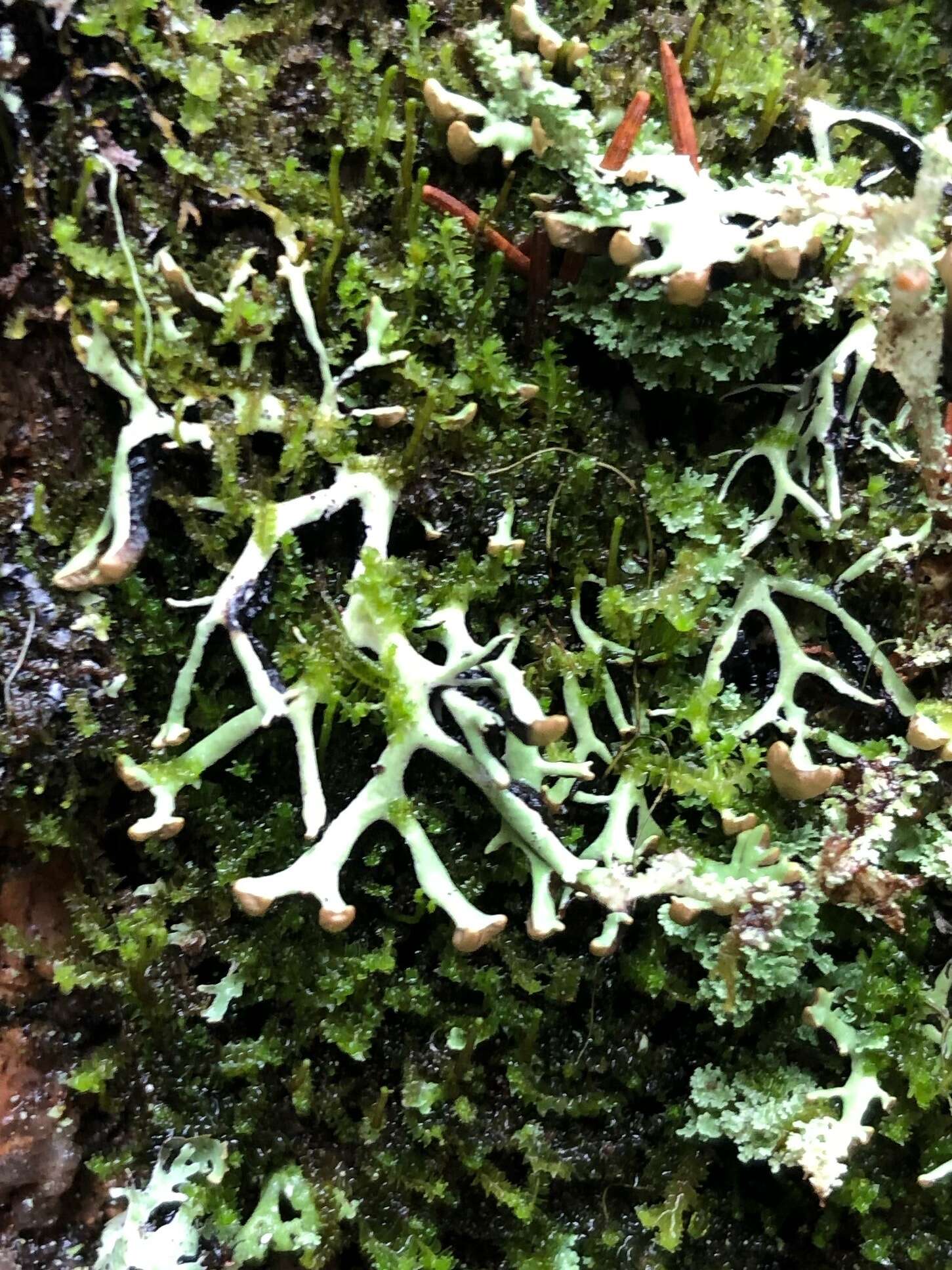 Image of Brownish monk's-hood lichen