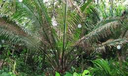 Image of American oil palm