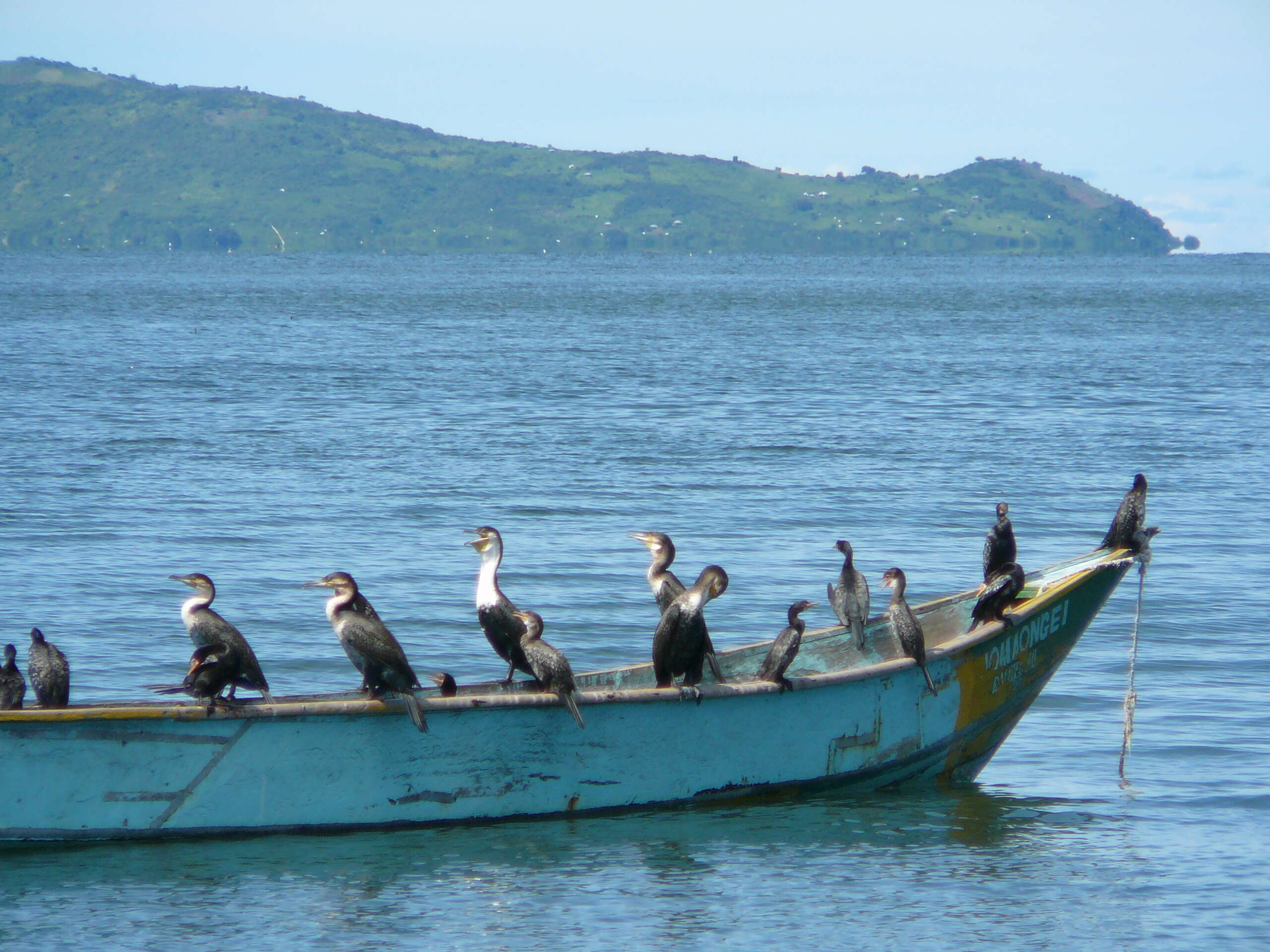 Image of White-breasted Cormorant