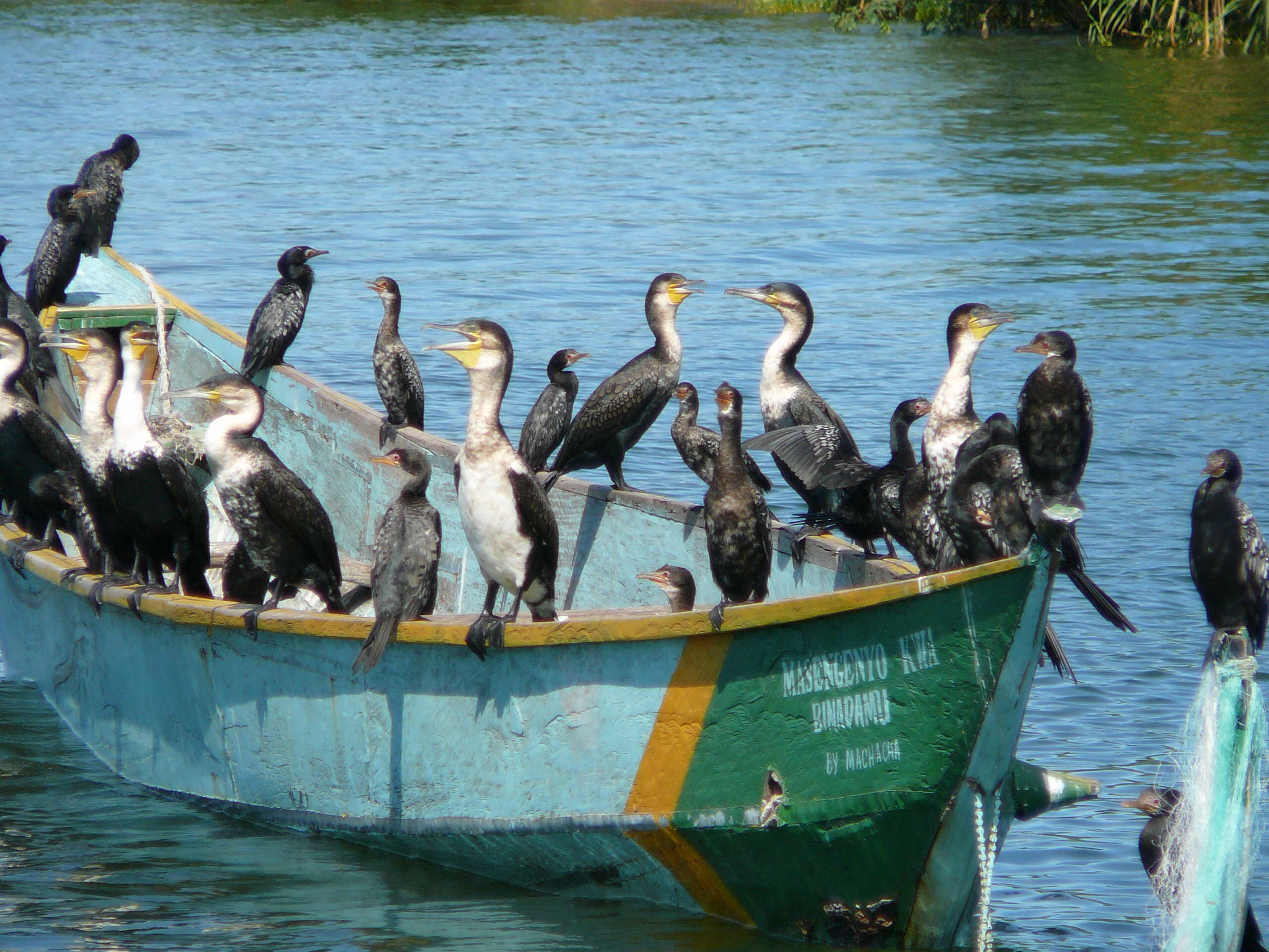 Image of White-breasted Cormorant