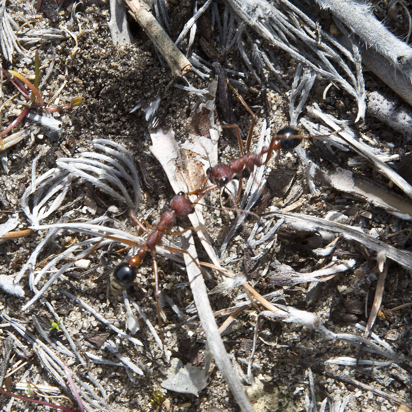 Image of Myrmecia analis Mayr 1862