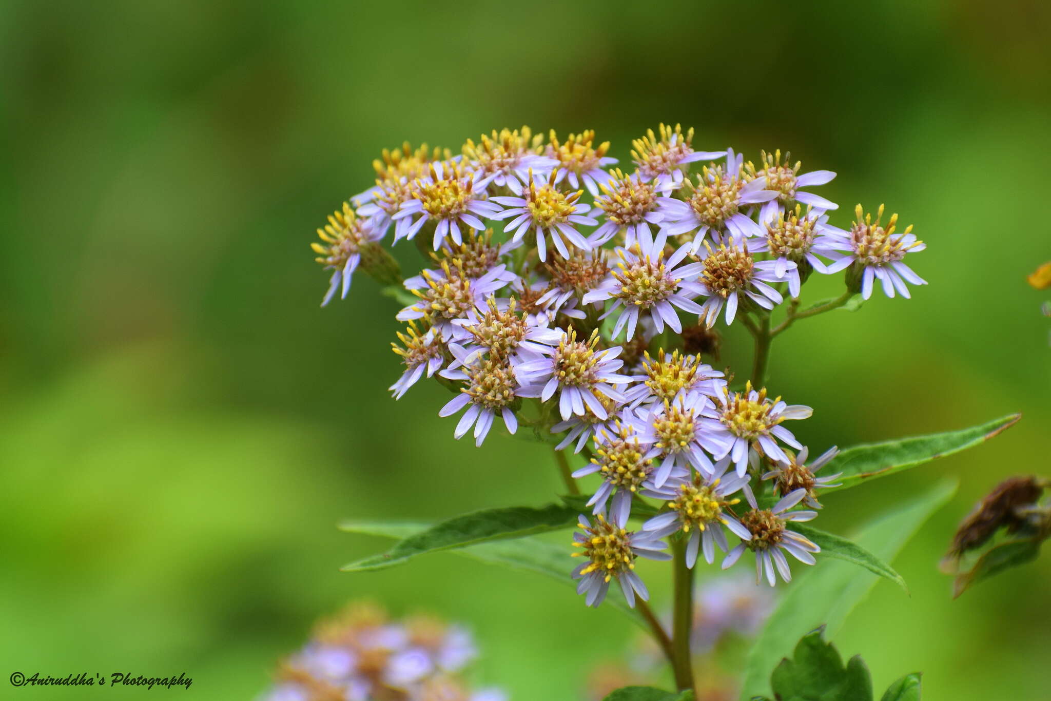 Image de Aster albescens (DC.) Wall. ex Hand.-Mazz.