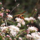 Image of California Paper Wasp