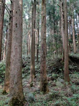 Image of Formosan Cypress