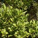 Image of mountain celery pine