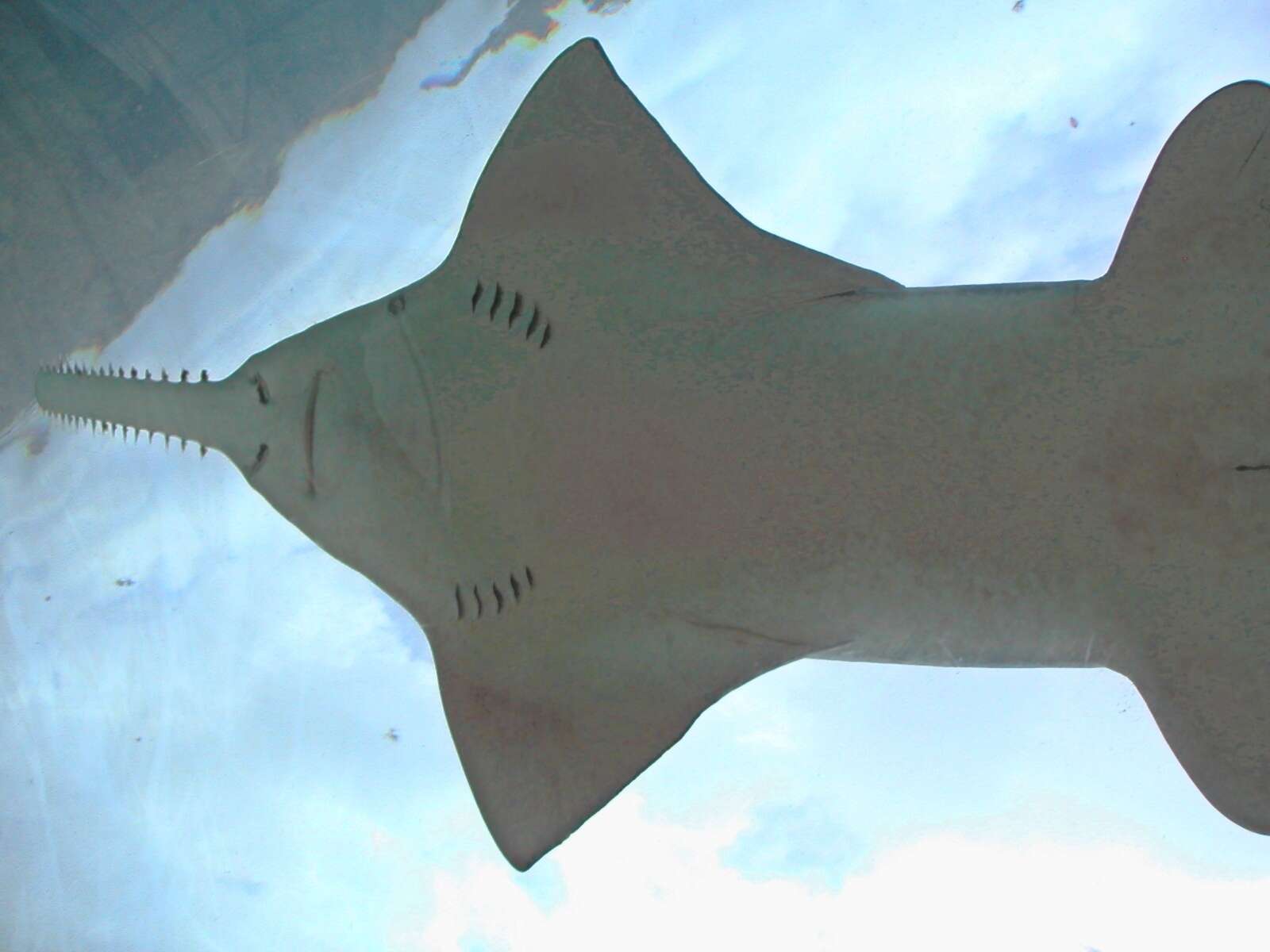 Image of Smalltooth Sawfish