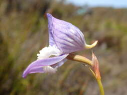 Image de Disa venusta Bolus