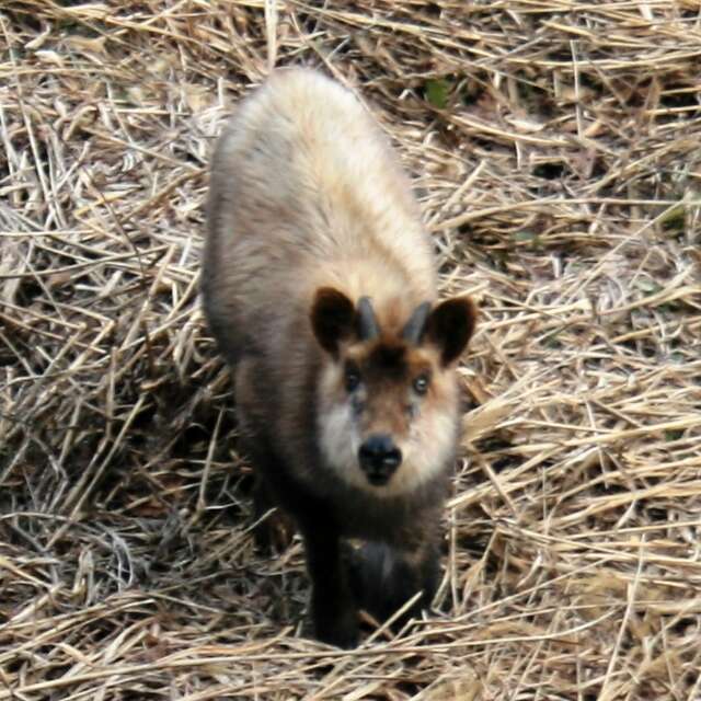 Image of Japanese Serow