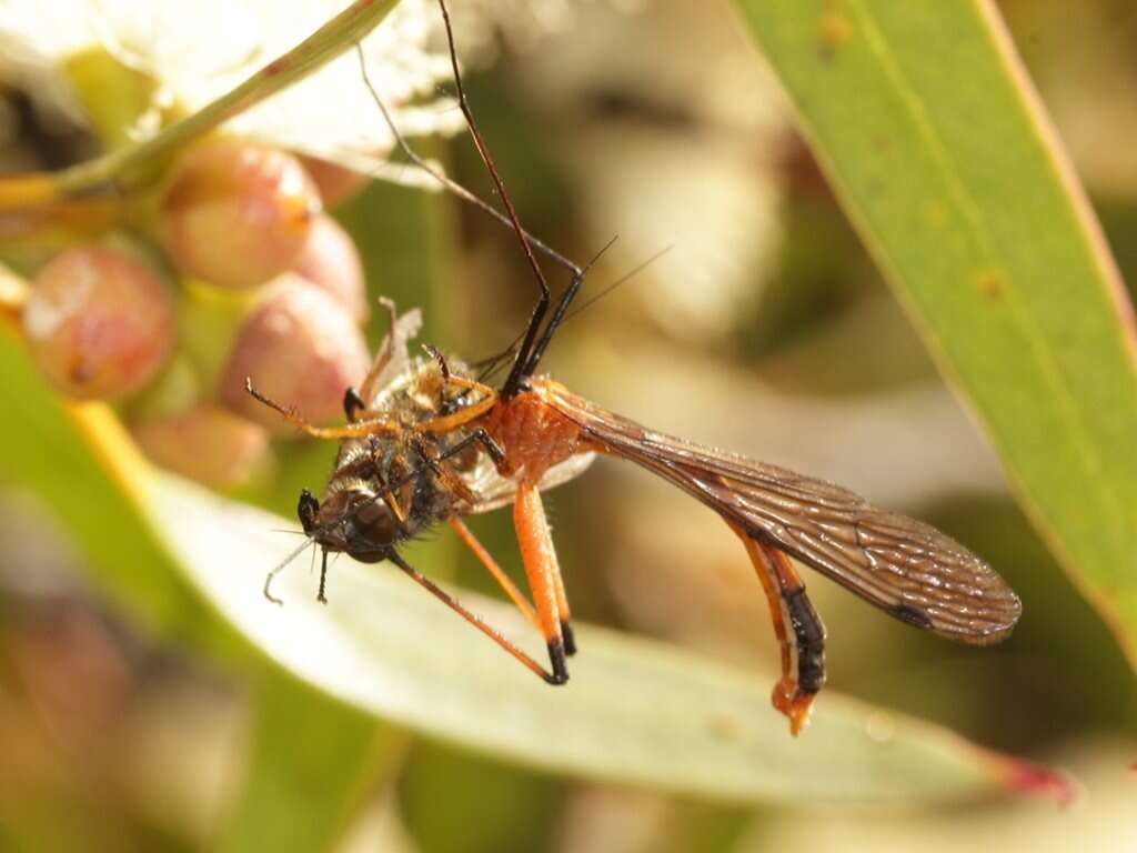 Image of Harpobittacus australis (Klug 1838)