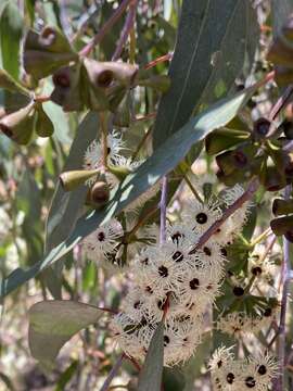 Image of Eucalyptus loxophleba subsp. lissophloia L. A. S. Johnson & K. D. Hill