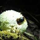 Image of Lycoperdina ferruginea Le Conte 1824