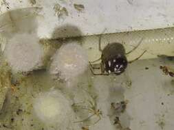 Image of Triangulate cobweb spider