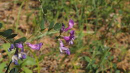 صورة Vicia americana subsp. americana