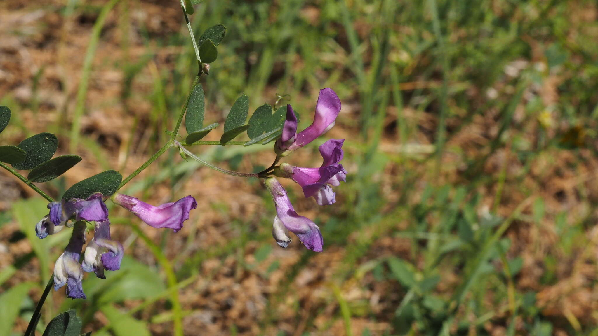 Sivun Vicia americana subsp. americana kuva