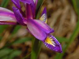 Image of Iris graminea L.