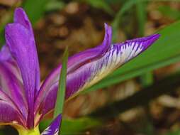 Image of Iris graminea L.