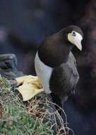 Image of Brown Booby