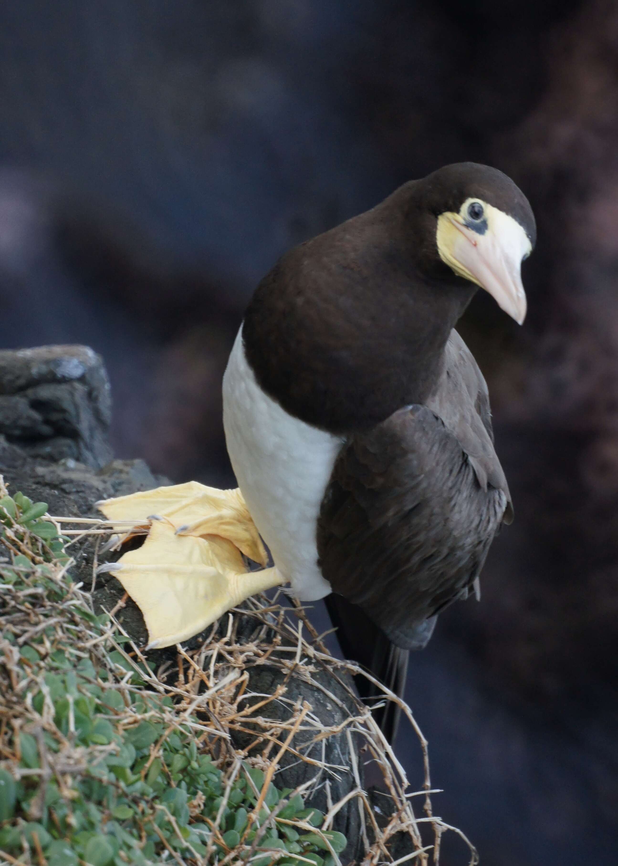 Image of Brown Booby