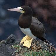 Image of Brown Booby