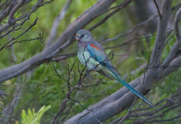 Image of Many-coloured Parakeet