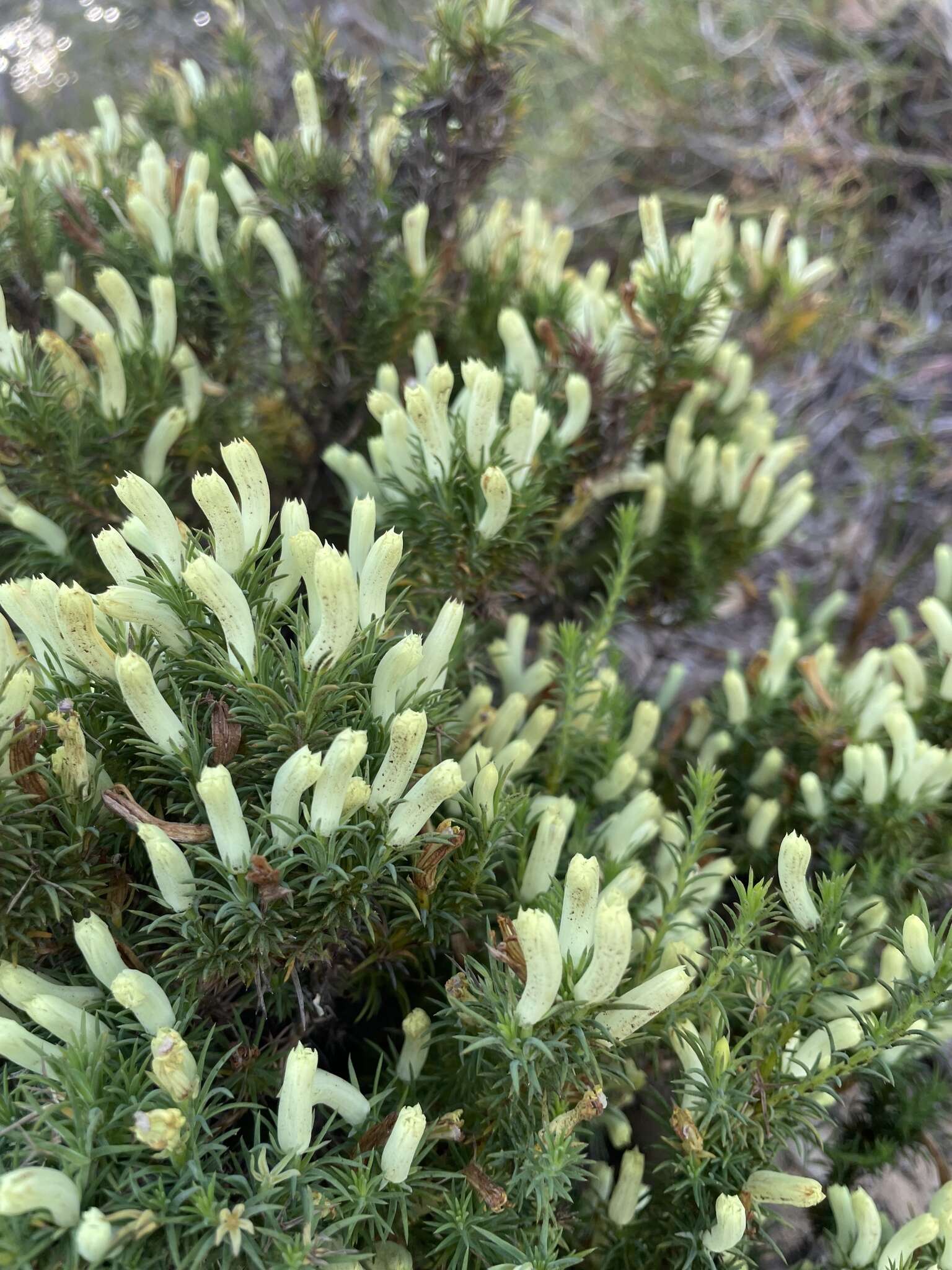 Image of Heath Leschenaultia