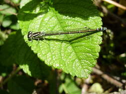 Image of Azure Bluet