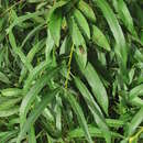 Image of Salix viminalis var. gmelinii (Pall.) Andersson