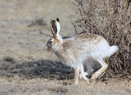 Image of White-tailed Jackrabbit