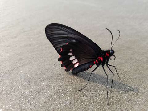 Sivun Parides zacynthus (Fabricius 1793) kuva