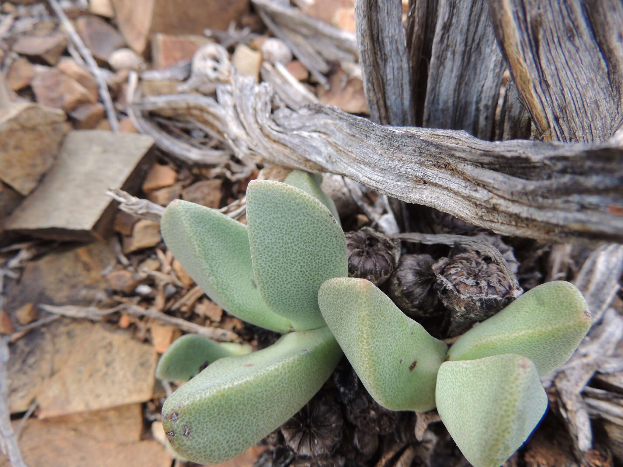 Plancia ëd Pleiospilos compactus (Ait.) Schwant.