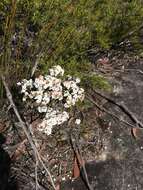 Image de Epacris rigida Sieber ex Spreng.