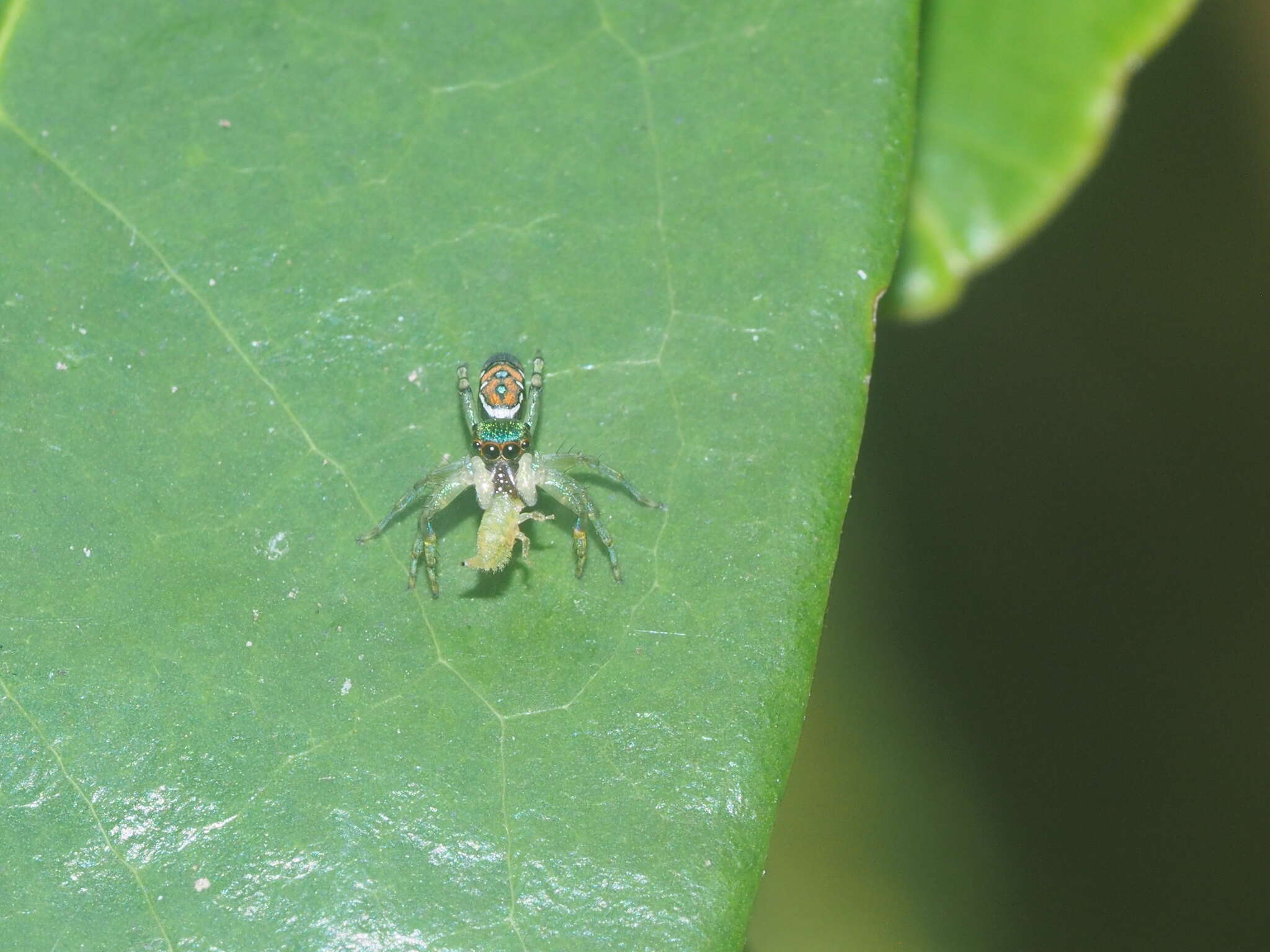 Image of Cosmophasis valerieae Prószyński & Deeleman-Reinhold 2010