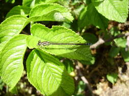 Image of Azure Bluet