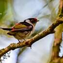 Image of Pin-tailed Manakin