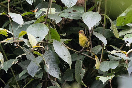 Image of Mountain Yellow Warbler