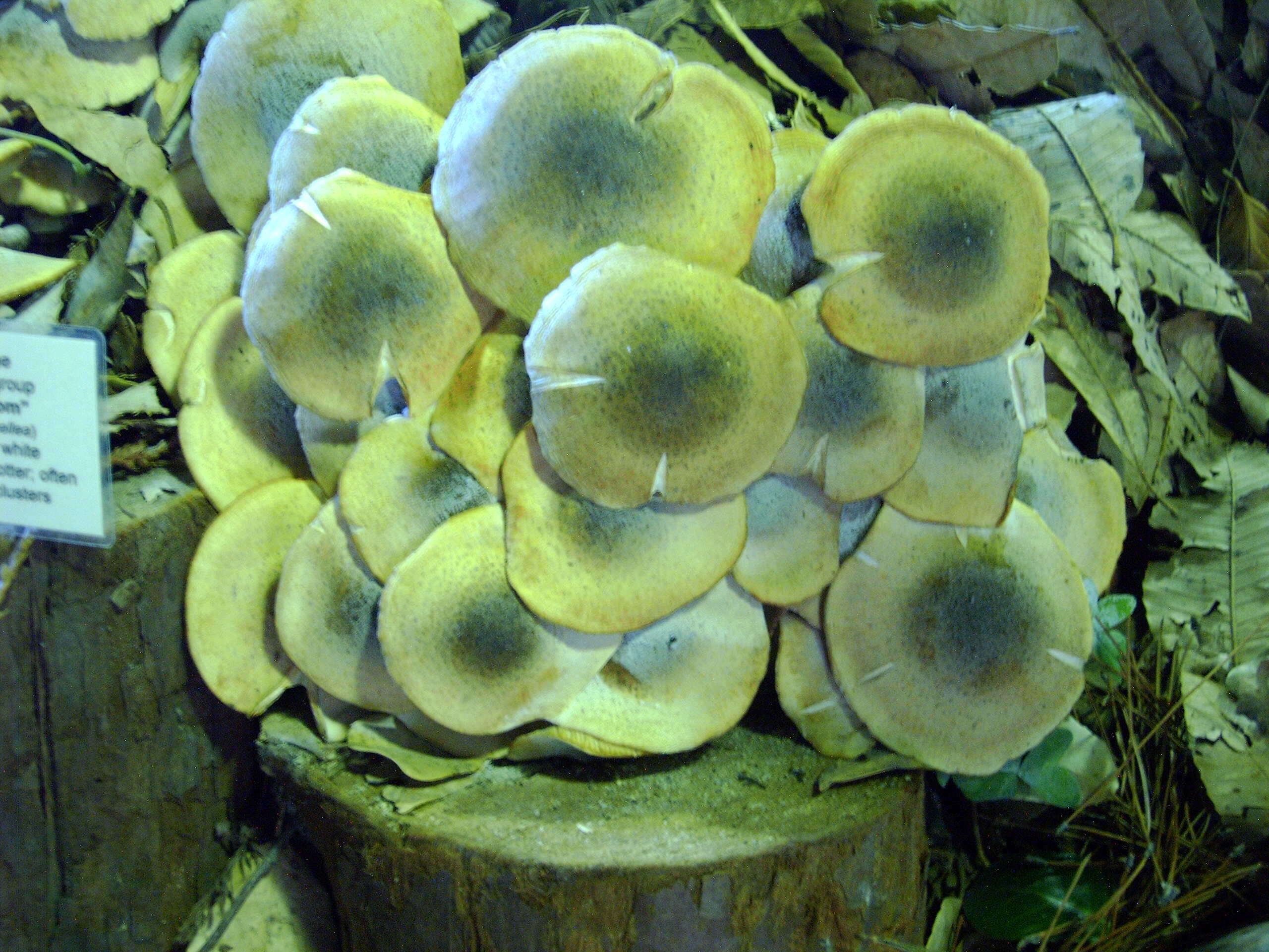 Image of Honey Fungus