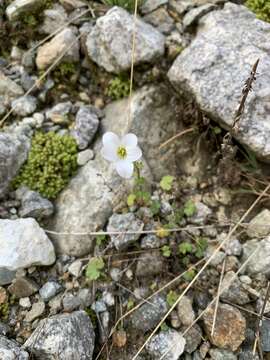 Sivun Saxifraga sibirica L. kuva