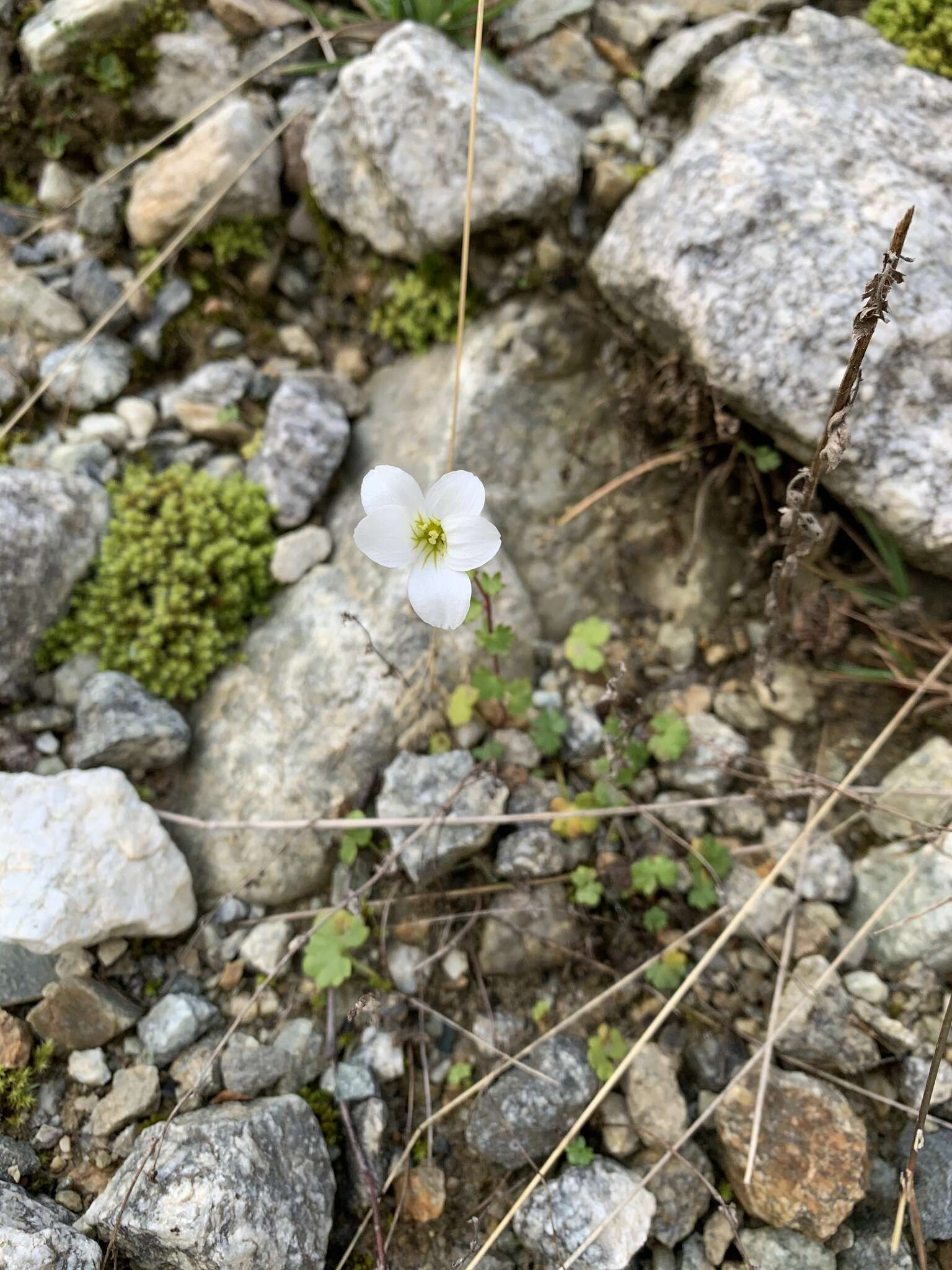 Image of Siberian Saxifrage