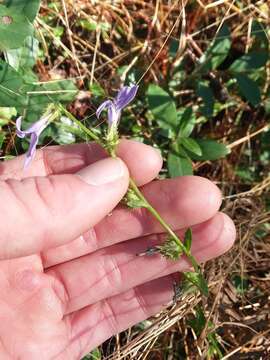 Sivun Lobelia brevifolia Nutt. ex A. DC. kuva